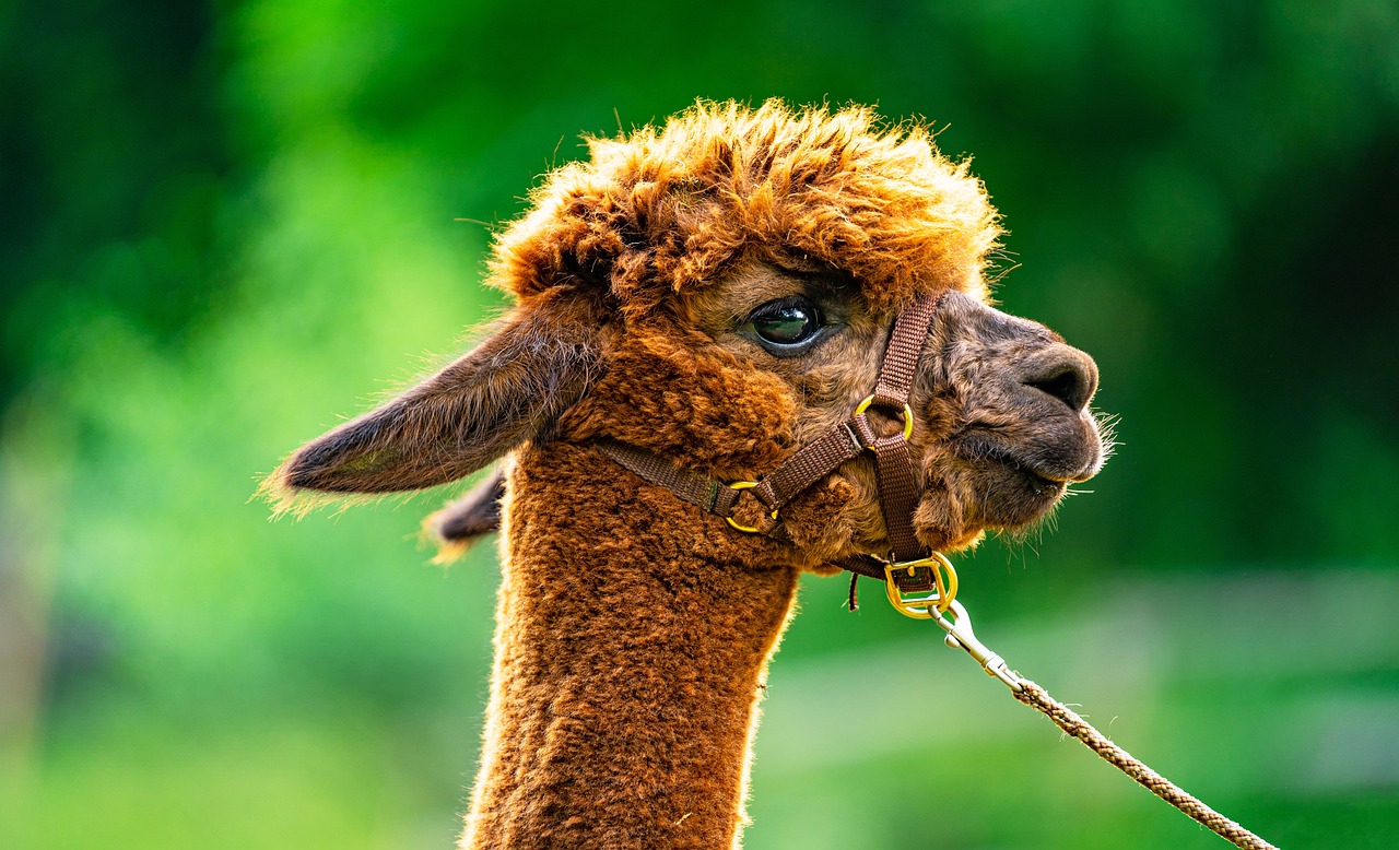 Lama Spaziergang