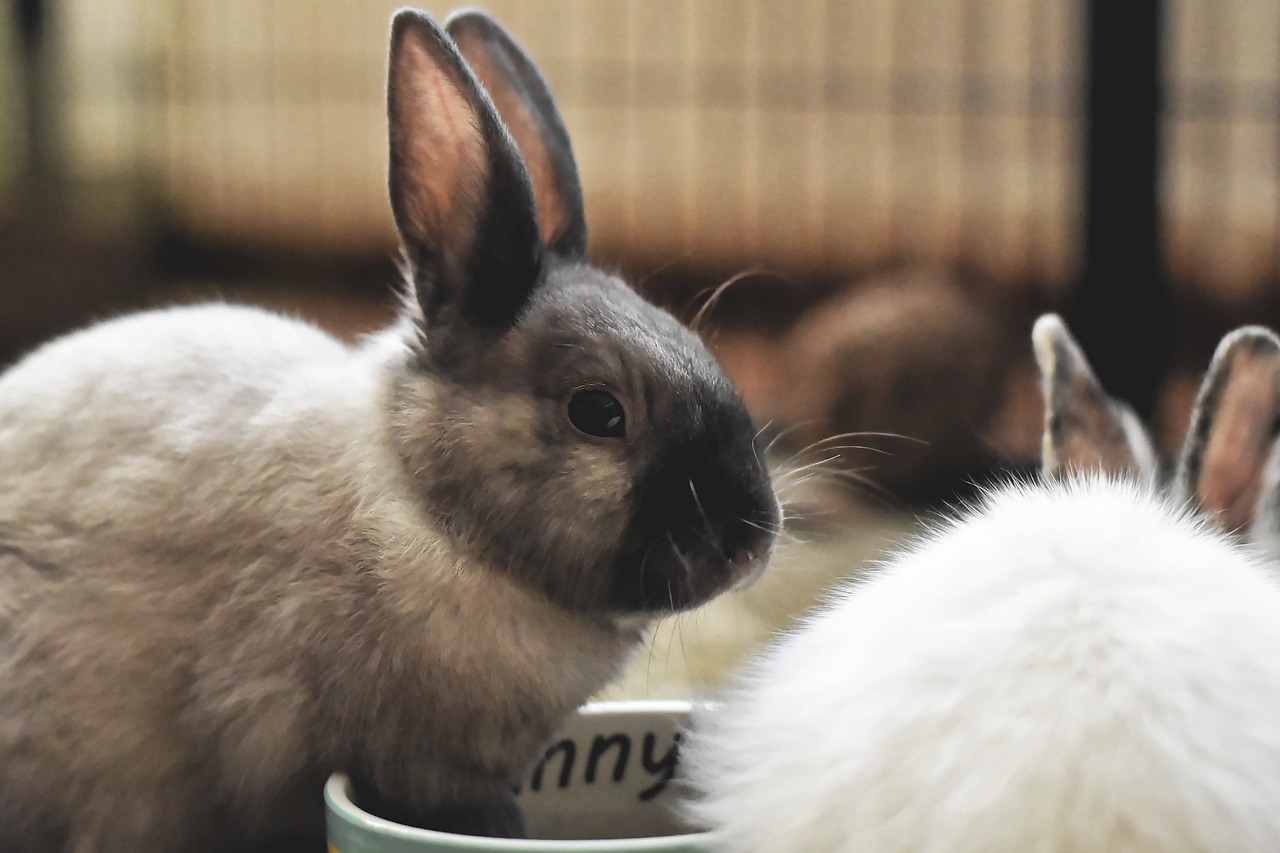 Kaninchen